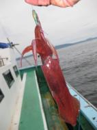 釣り物