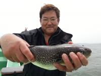 ショウサイフグ