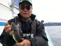 ショウサイフグ