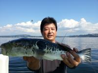 ショウサイフグ絶好調！！