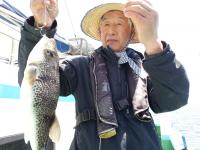 ショウサイフグ