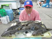 ショウサイフグ
