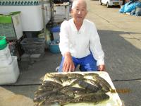 ショウサイフグ