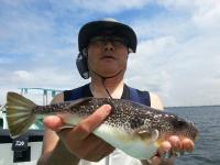 ショウサイフグ