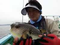 ショウサイフグ