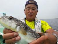 ショウサイフグ
