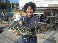 ショウサイフグ