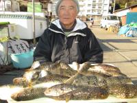 ショウサイフグ