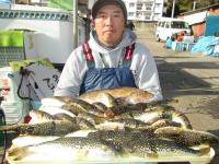 ショウサイフグ