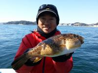 ショウサイフグ