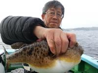 ショウサイフグ