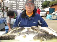 ショウサイフグ