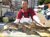 ショウサイフグ