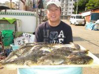 ショウサイフグ