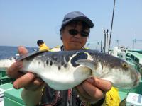 ショウサイフグ