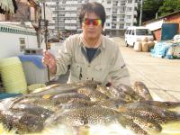 ショウサイフグ