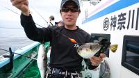 ショウサイフグ