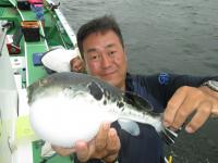 ショウサイフグ