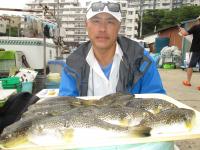 ショウサイフグ