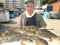 ショウサイフグ
