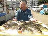 ショウサイフグ