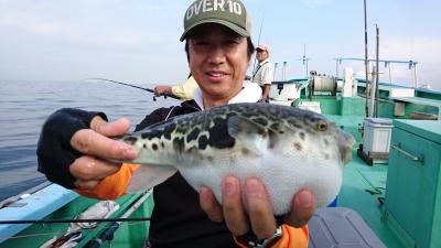 ショウサイフグ 釣り船 鴨居大室 一郎丸 東京湾 神奈川県 横須賀 三浦 ショウサイフグ 釣り船 鴨居大室 一郎丸 東京湾 神奈川県 横須賀 三浦