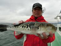 ショウサイフグ