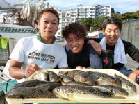 ショウサイフグ