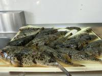 ショウサイフグ