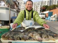 ショウサイフグ