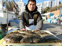 ショウサイフグ