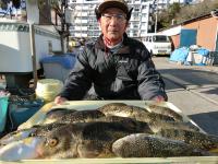ショウサイフグ