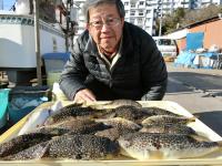 ショウサイフグ