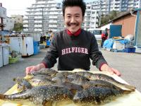 ショウサイフグ