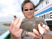 ショウサイフグ