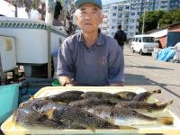 ショウサイフグ