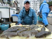 ショウサイフグ