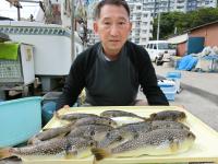ショウサイフグ
