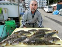 ショウサイフグ