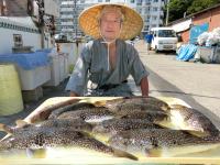 ショウサイフグ