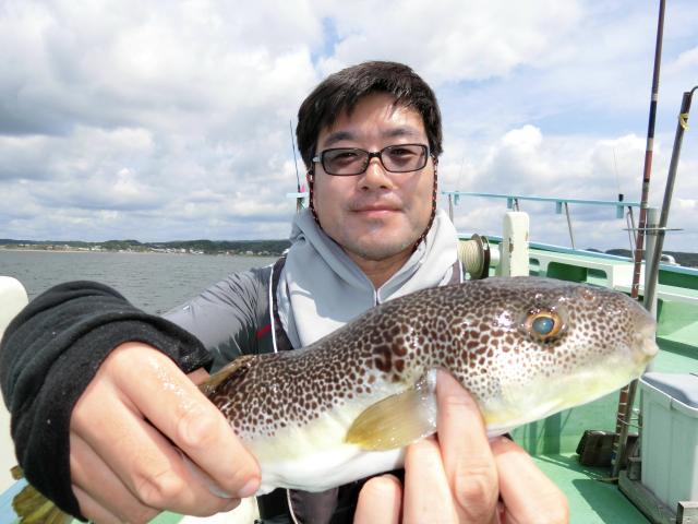 ショウサイフグ 釣り船 鴨居大室 一郎丸 東京湾 神奈川県 横須賀 三浦 ショウサイフグ 釣り船 鴨居大室 一郎丸 東京湾 神奈川県 横須賀 三浦
