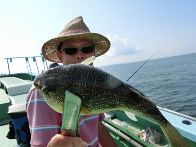 ショウサイフグ大漁です 釣り船 鴨居大室 一郎丸 東京湾 神奈川県 横須賀 三浦 ショウサイフグ大漁です 釣り船 鴨居大室 一郎丸 東京湾 神奈川県 横須賀 三浦