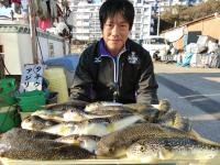 ショウサイフグ好調です！！