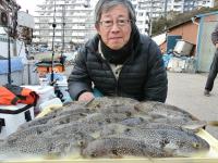 ショウサイフグ好調です！！