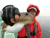 ショウサイフグ