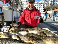 ふぐ釣り絶好調です！！