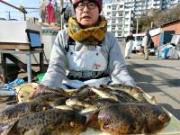 ふぐ釣り絶好調です！！