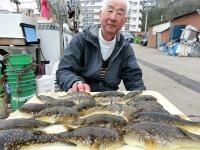 ふぐ釣り絶好調です！！