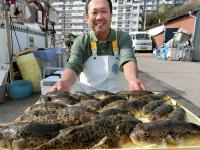 ふぐ釣り絶好調です！！
