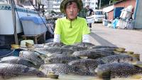ふぐ釣り好調です！！